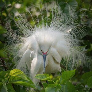 Meet your Posher, Juniper